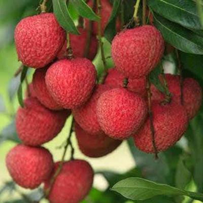 Bombay Lychee – বম্বে লিচু - Green Village
