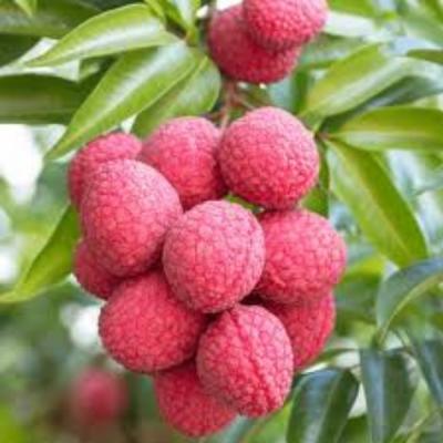 Bombay Lychee – বম্বে লিচু - Green Village