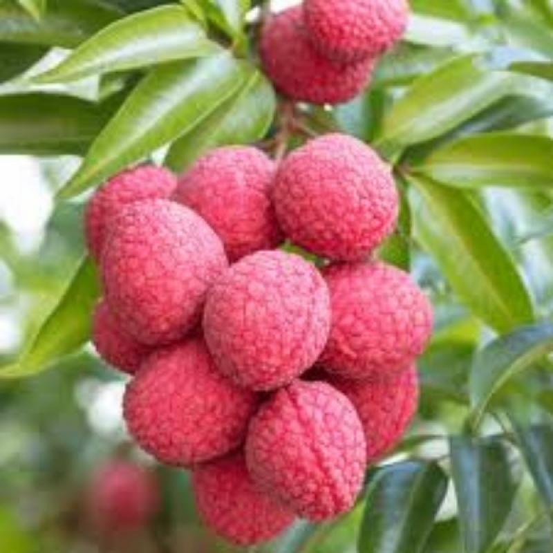 Bombay Lychee – বম্বে লিচু - Green Village