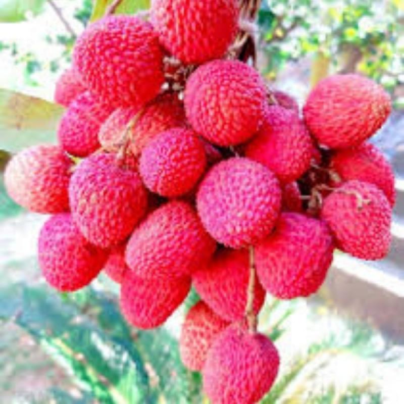China 3 - Lychee – Green Village