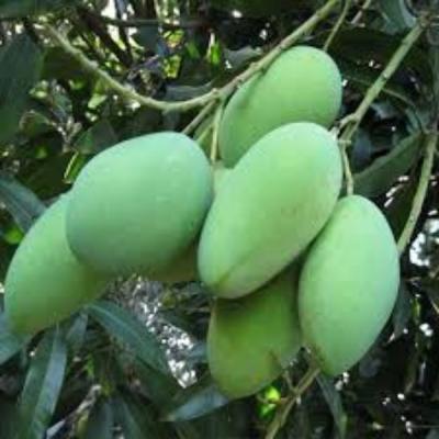 Amrupali_ আম্রপালি (আম)