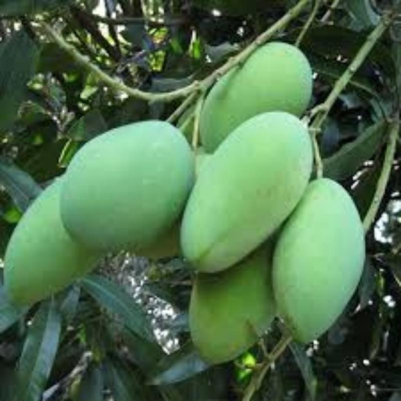 Amrupali_ আম্রপালি (আম)