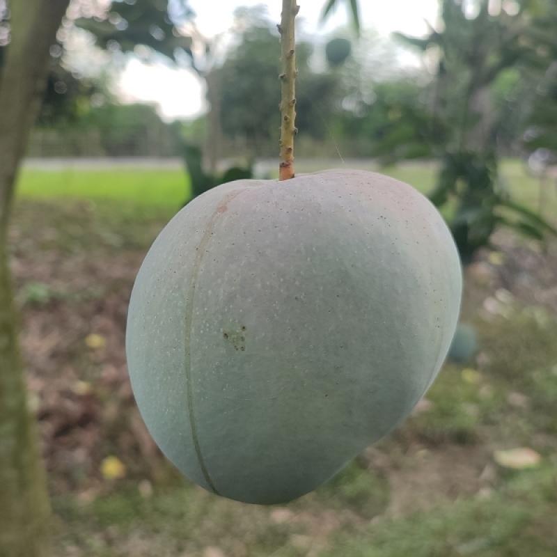 Bari-4 _ বারি - ৪