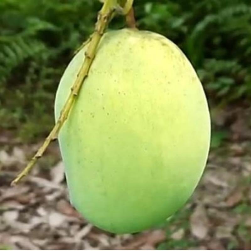 Lengra _ ল্যাংড়া