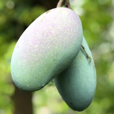 Nak Fozli_ নাক ফজলি