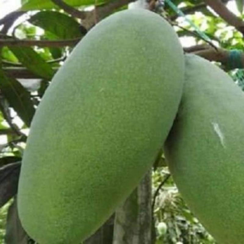 Nak Fozli_ নাক ফজলি