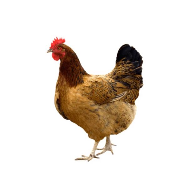 local-chicken